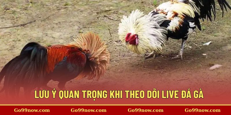Những lưu ý quan trọng khi theo dõi live đá gà thomo tại nền tảng
